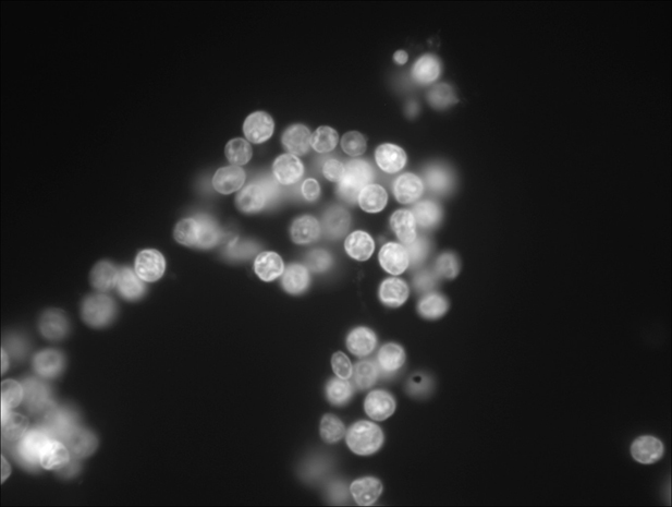 mc25 (sh)@΢DƬ1