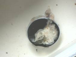 眼科大體